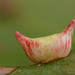Two-horned Gall Wasp - Photo (c) Timothy Boomer, all rights reserved, uploaded by Timothy Boomer