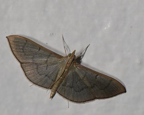 Pearl Grey Moth