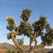 Bocconia arborea - Photo (c) Zabdiel Peralta, όλα τα δικαιώματα διατηρούνται, uploaded by Zabdiel Peralta