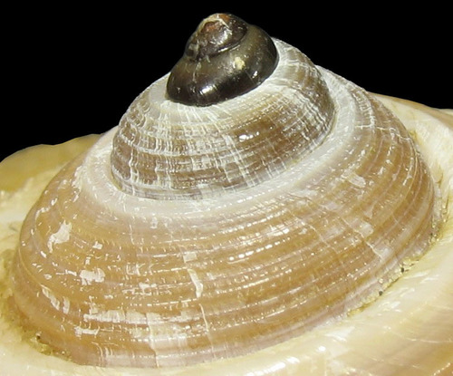 Giant Tun Snail
