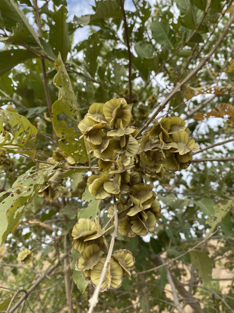 Combretum quadrangulare (Combretum quadrangulare)