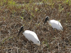 Image of Mycteria americana