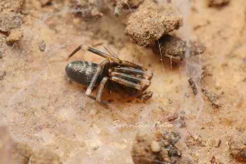 Phrurolithus splendidus