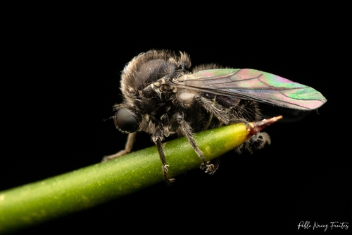 Genus Carvalhoa · iNaturalist Canada