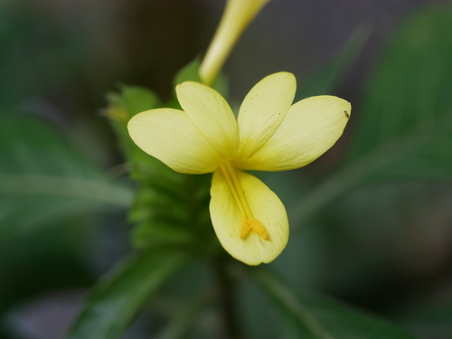 Hop-headed Barleria