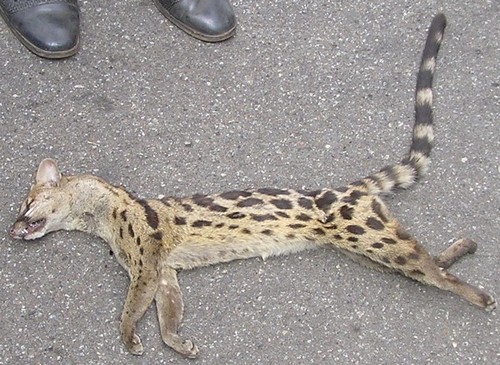 Rusty-spotted Genet