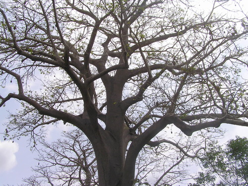 African baobab