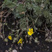 Potentilla candicans - Photo (c) Anne, all rights reserved