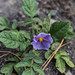 Solanum demissum - Photo (c) Anne，保留所有權利