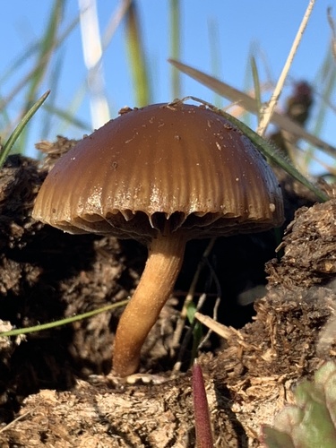 iNaturalist observation photo of Common Fieldcap