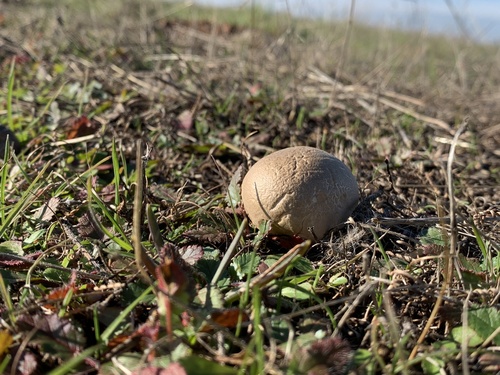 iNaturalist observation photo of True Puffballs