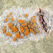Flaming Firedot Lichen - Photo (c) Fero Bednar, all rights reserved, uploaded by Fero Bednar