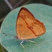 Mariposa Mandarina - Photo (c) Jay Keller, todos los derechos reservados, subido por Jay Keller