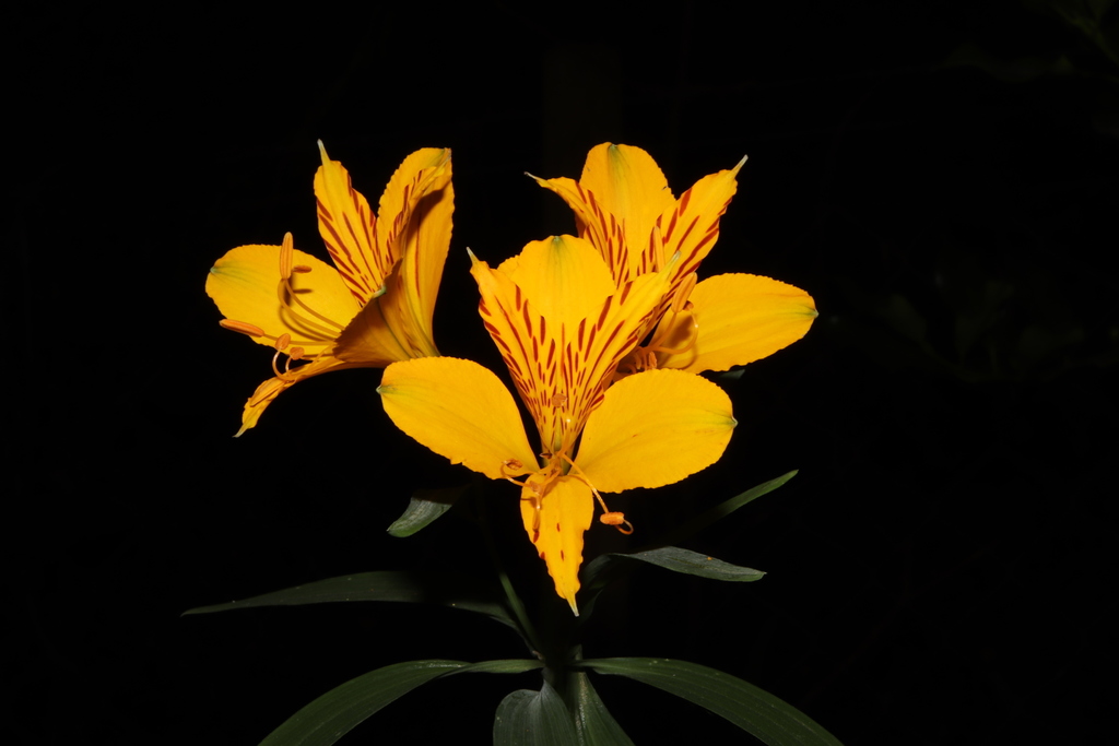 Amancay (Alstroemeria aurea) · iNaturalist Ecuador