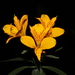 Peruvian Lily - Photo (c) Michael Weymann, all rights reserved, uploaded by Michael Weymann