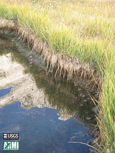 iNaturalist observation photo of Sierra Nevada Yellow-legged Frog