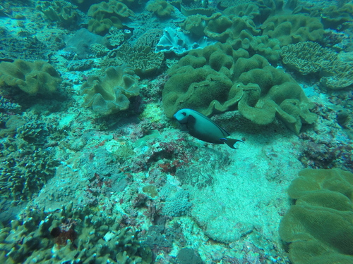 Lieutenant Surgeonfish — seen at this dive site