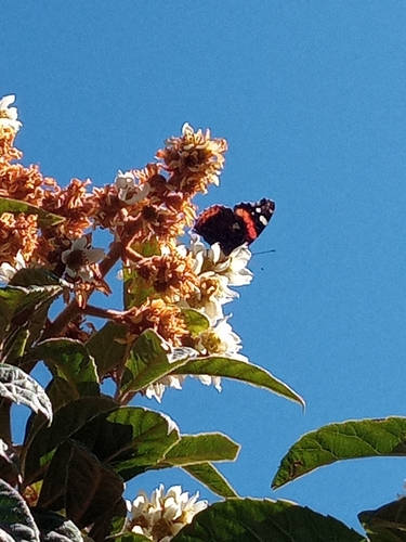 Red Admiral