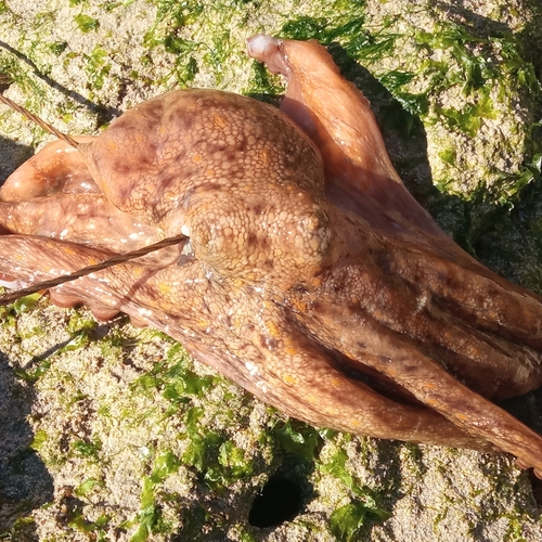 Common Octopus