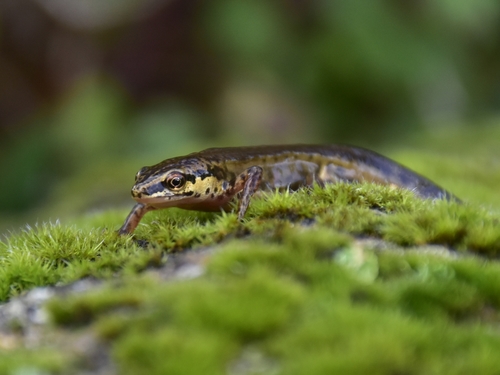 Palmate Newt