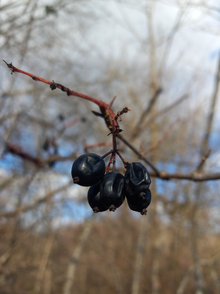 Blackhaw from horner wv 26372 usa on november 23 2021 at 02 30 pm by