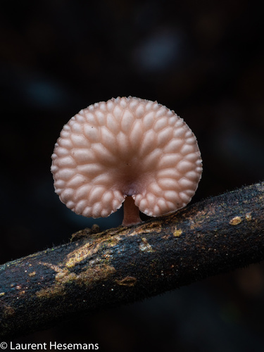 Neofavolus subpurpurascens