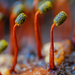 Physarella oblonga - Photo (c) Laurent Hesemans, todos los derechos reservados, subido por Laurent Hesemans