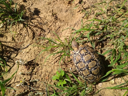 Leopard Tortoise