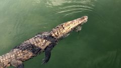 Cocodrilos (género Crocodylus) · iNaturalist Ecuador