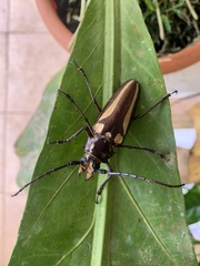 Image of Callipogon lemoinei