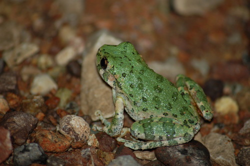 Canyon Tree Frog