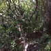 Ixora cauliflora - Photo (c) duclos, todos los derechos reservados