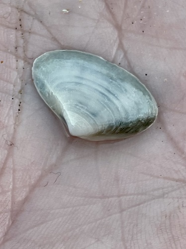 Simomactra planulata