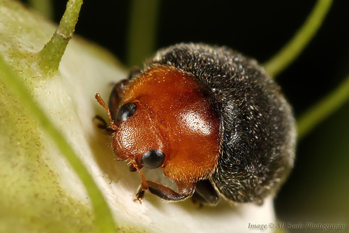 Mealybug Destroyer