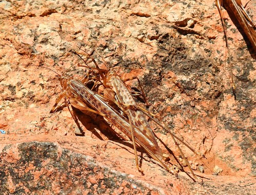 Pseudosaga maraisi