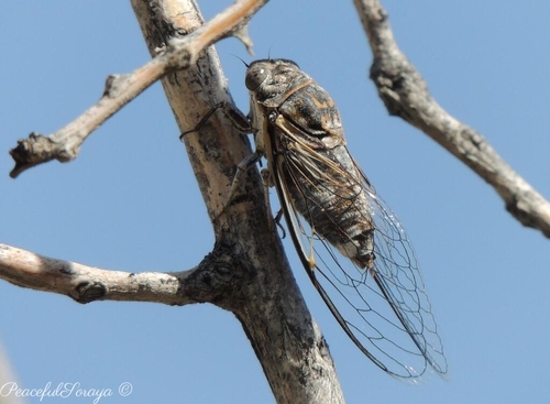 Diceroprocta eugraphica
