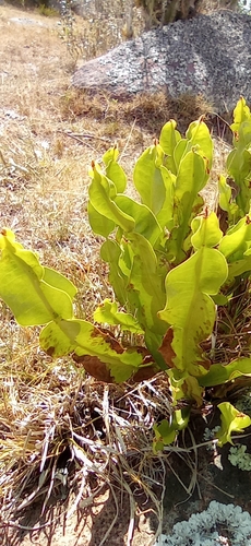 Baccharis jocheniana