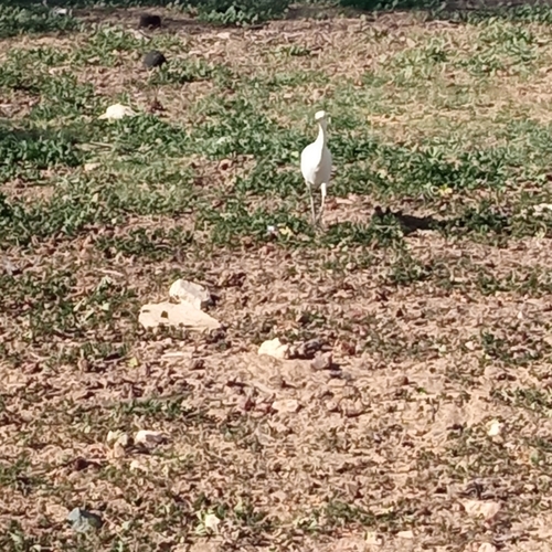 Western Cattle-Egret