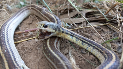 Baird's Patchnose Snake