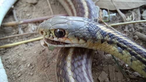 Baird's Patchnose Snake