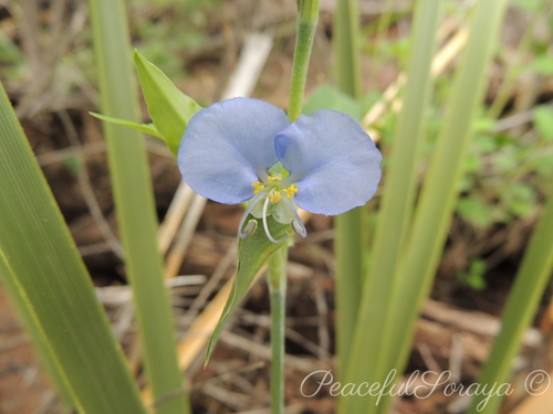 Commelina erecta