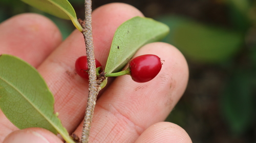 Erythroxylum amplifolium