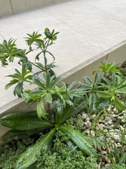 Eryngium foetidum image