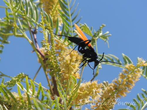 Pepsis grossa