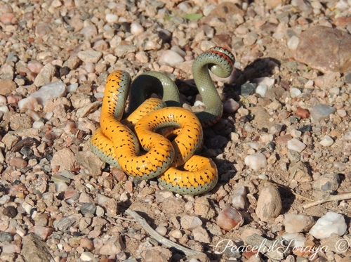 Regal Ringneck Snake