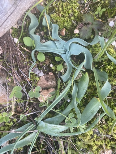 Ornithogalum atticum