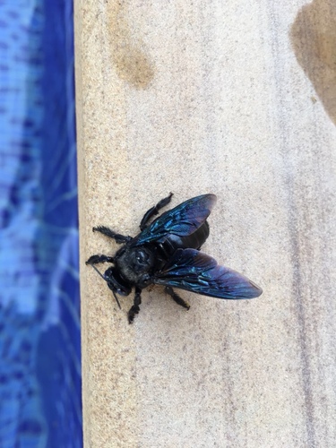 Xylocopa sulcatipes Maa, 1970