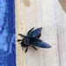 Xylocopa sulcatipes - Photo (c) Kate Tooby, all rights reserved, uploaded by Kate Tooby