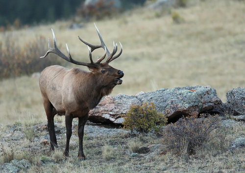 American Elk (Subspecies Cervus canadensis canadensis) · iNaturalist