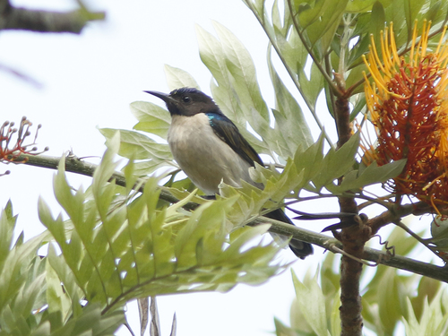 Uluguru Violet-backed Sunbird